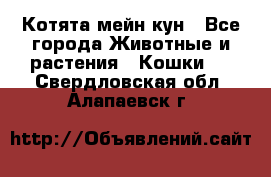 Котята мейн кун - Все города Животные и растения » Кошки   . Свердловская обл.,Алапаевск г.